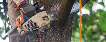 How Our Tree Care Process Works  in  Silver Lake, FL