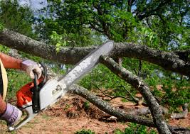 Best Tree Risk Assessment  in Silver Lake, FL