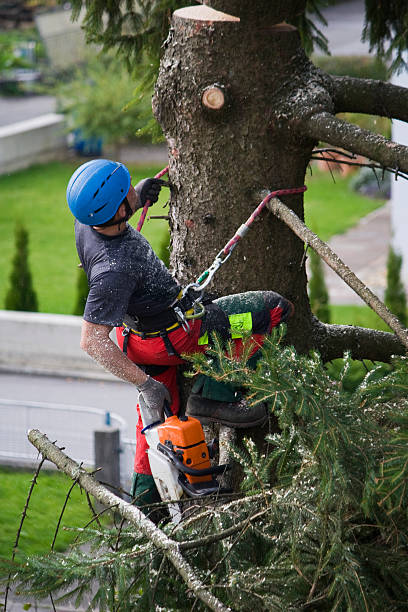 Best Lawn Renovation and Restoration  in Silver Lake, FL