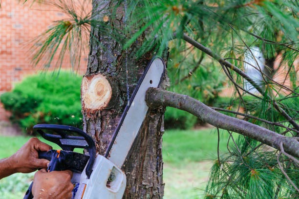 Best Tree Health Inspection  in Silver Lake, FL